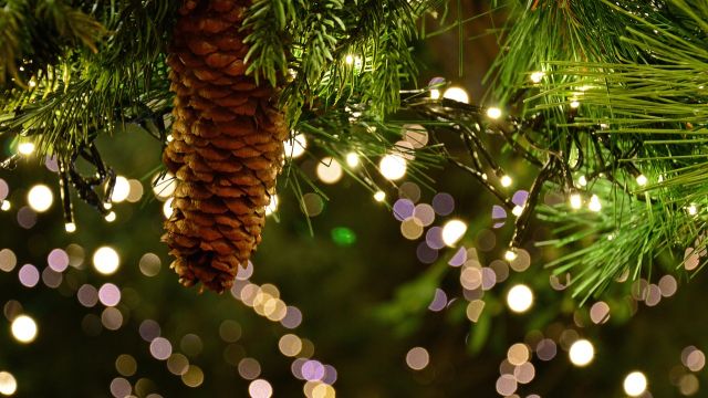 Nahaufnahme von Tannenzweigen mit einer Kieferdnuss und Bokeh-Lichtern.